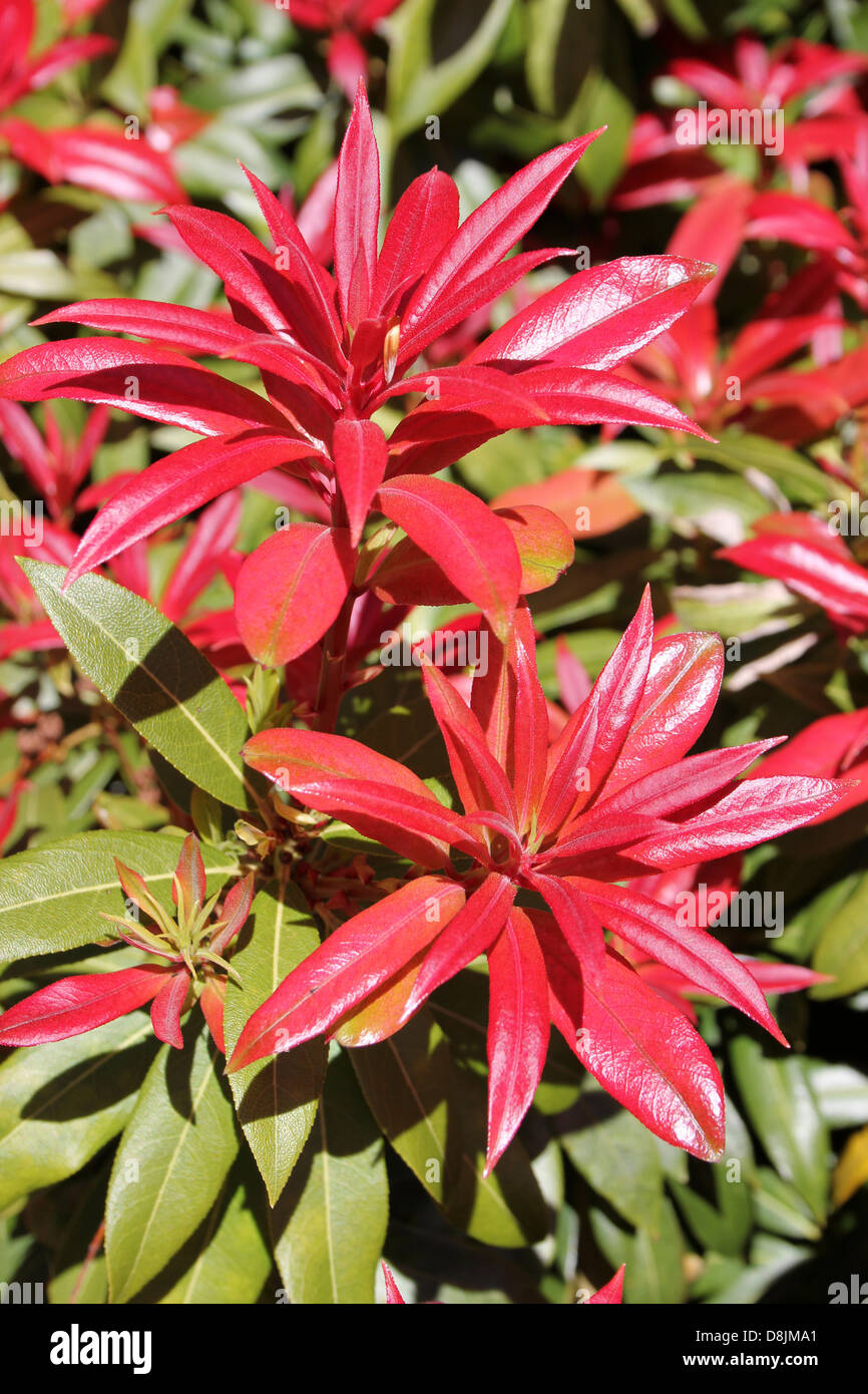 Red Leaves Of Himalayan pieris Pieris formosa 'Forrestii' Stock Photo