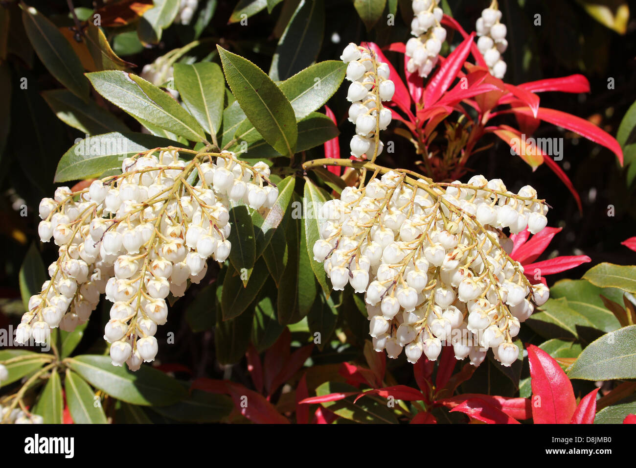 Flowering Himalayan pieris Pieris formosa 'Forrestii' Stock Photo