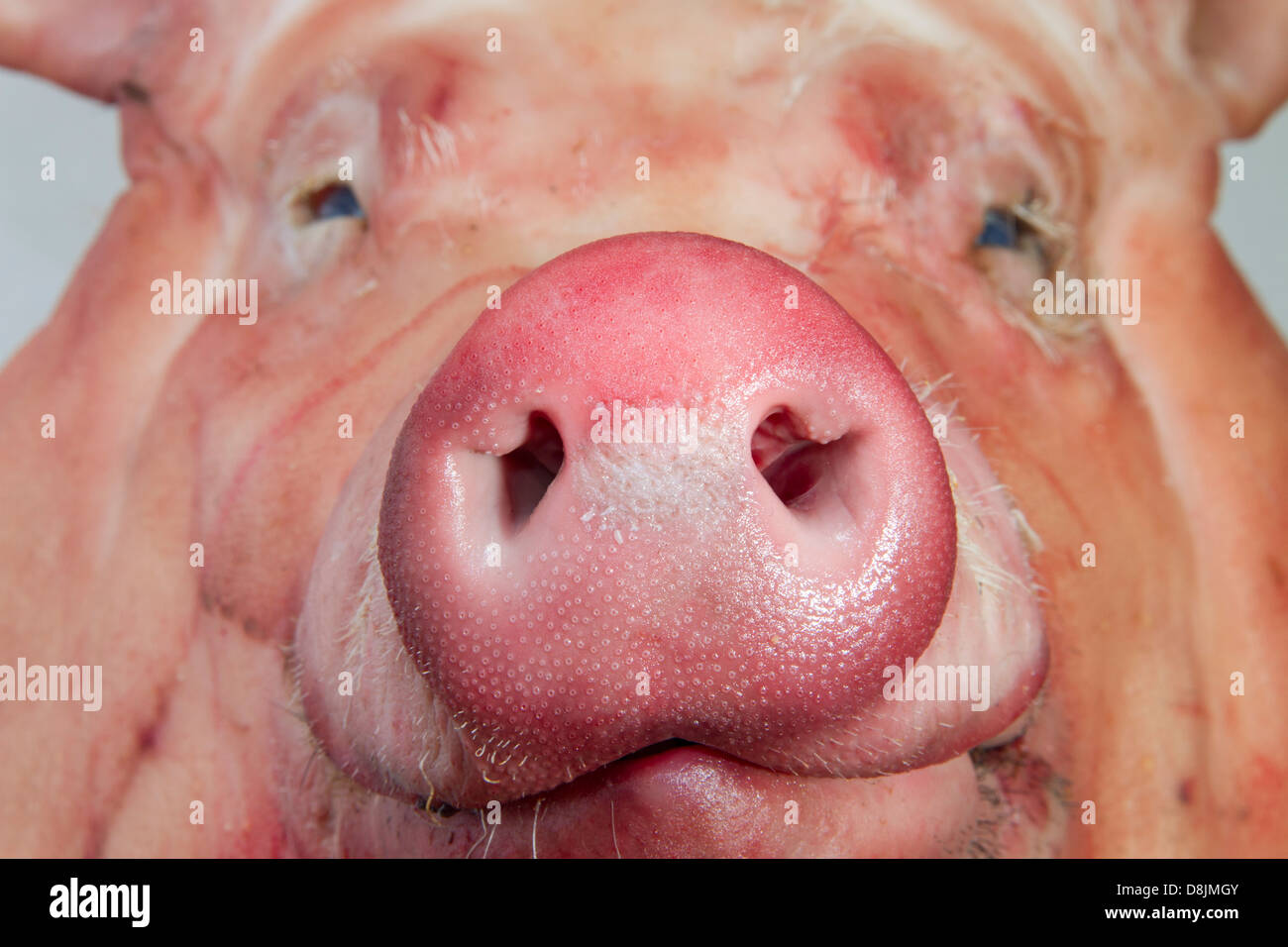 Pigs head hires stock photography and images Alamy