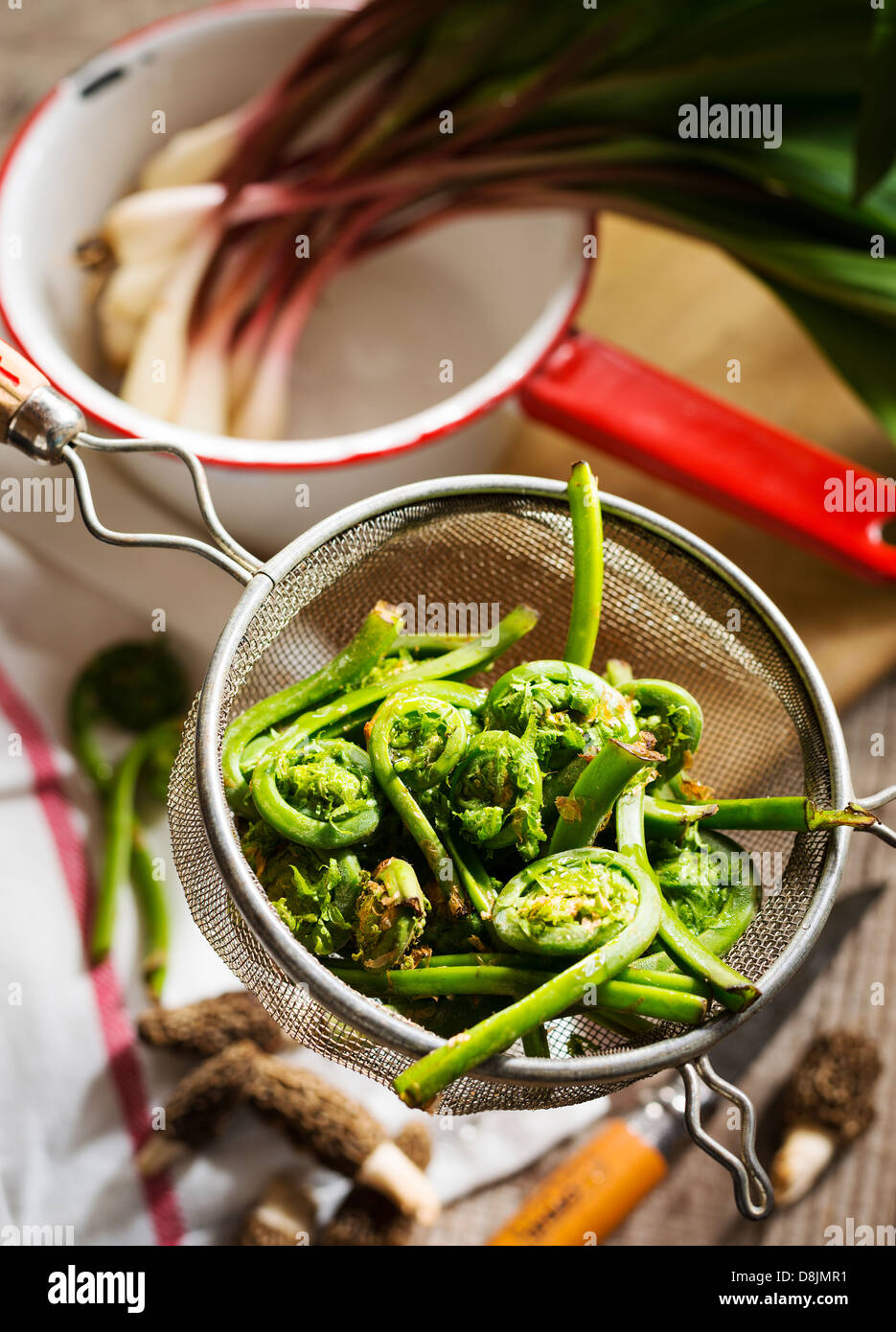 FIDDLEHEADS, RAMPS AND MORELS Stock Photo Alamy