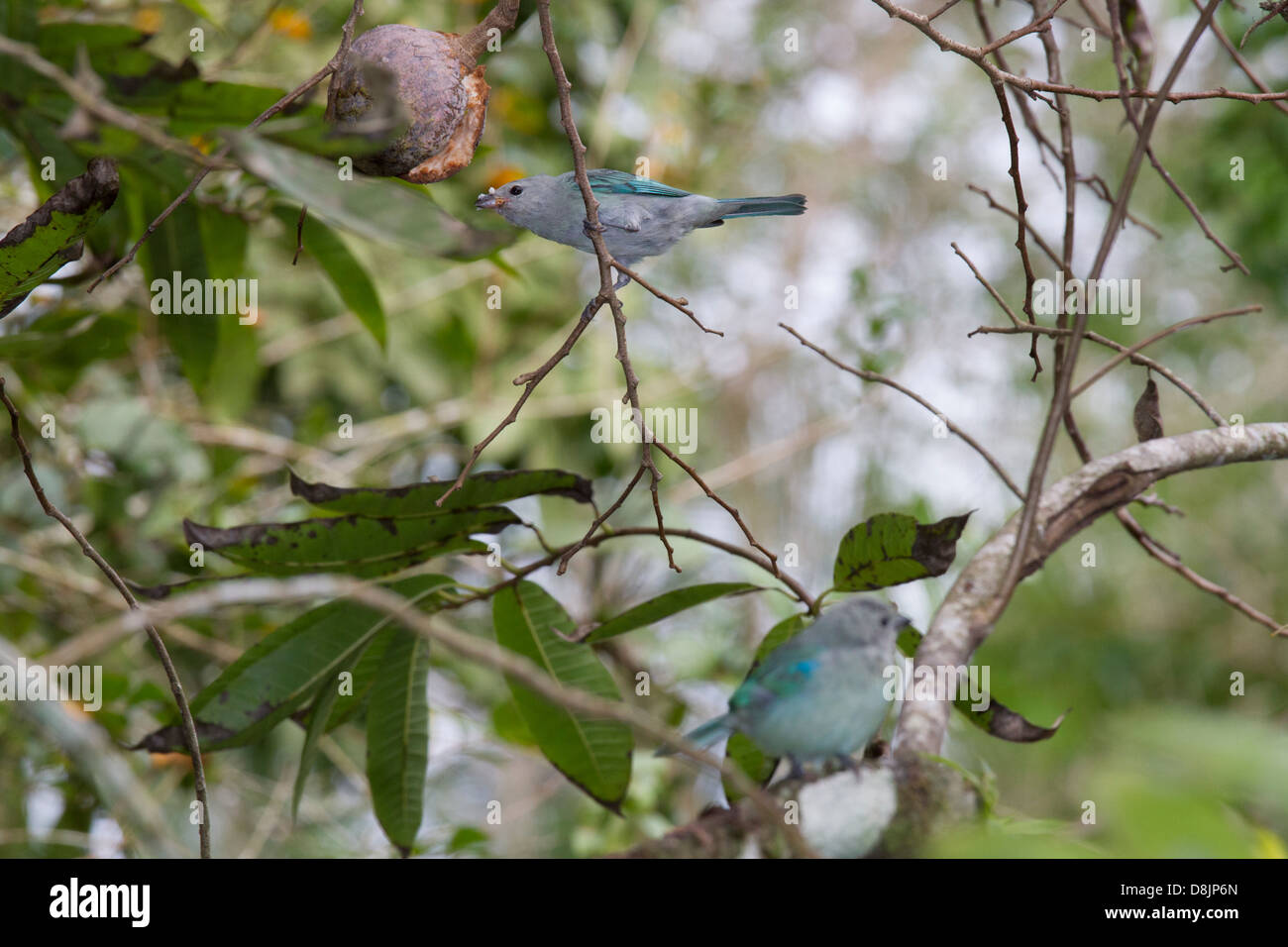 Blue-grey Tanager, Thraupis episcopus, Tortuguero National Park, Costa Rica Stock Photo