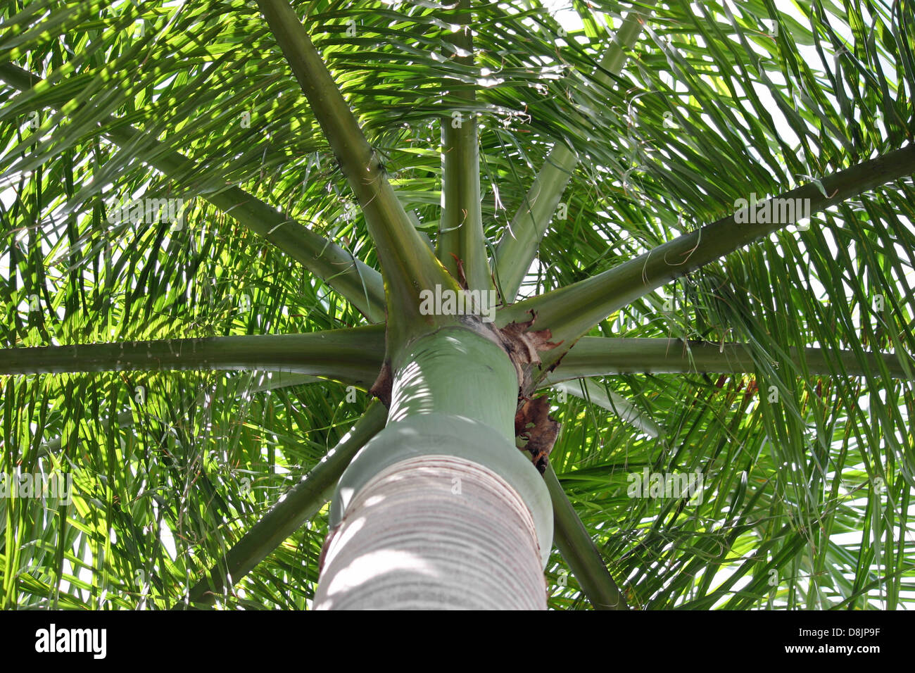 A pretty palm tree taken from a low angle Stock Photo