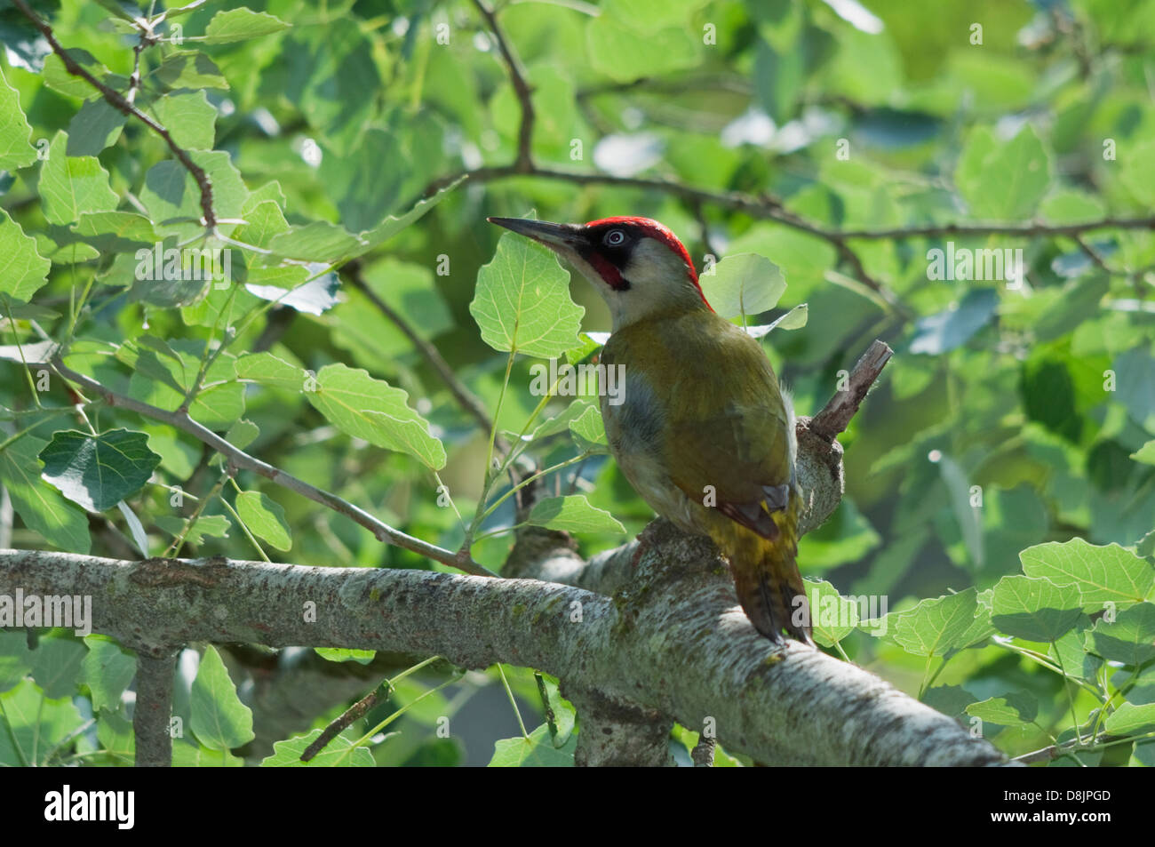 Male green woodpecker on a tree branch Stock Photo