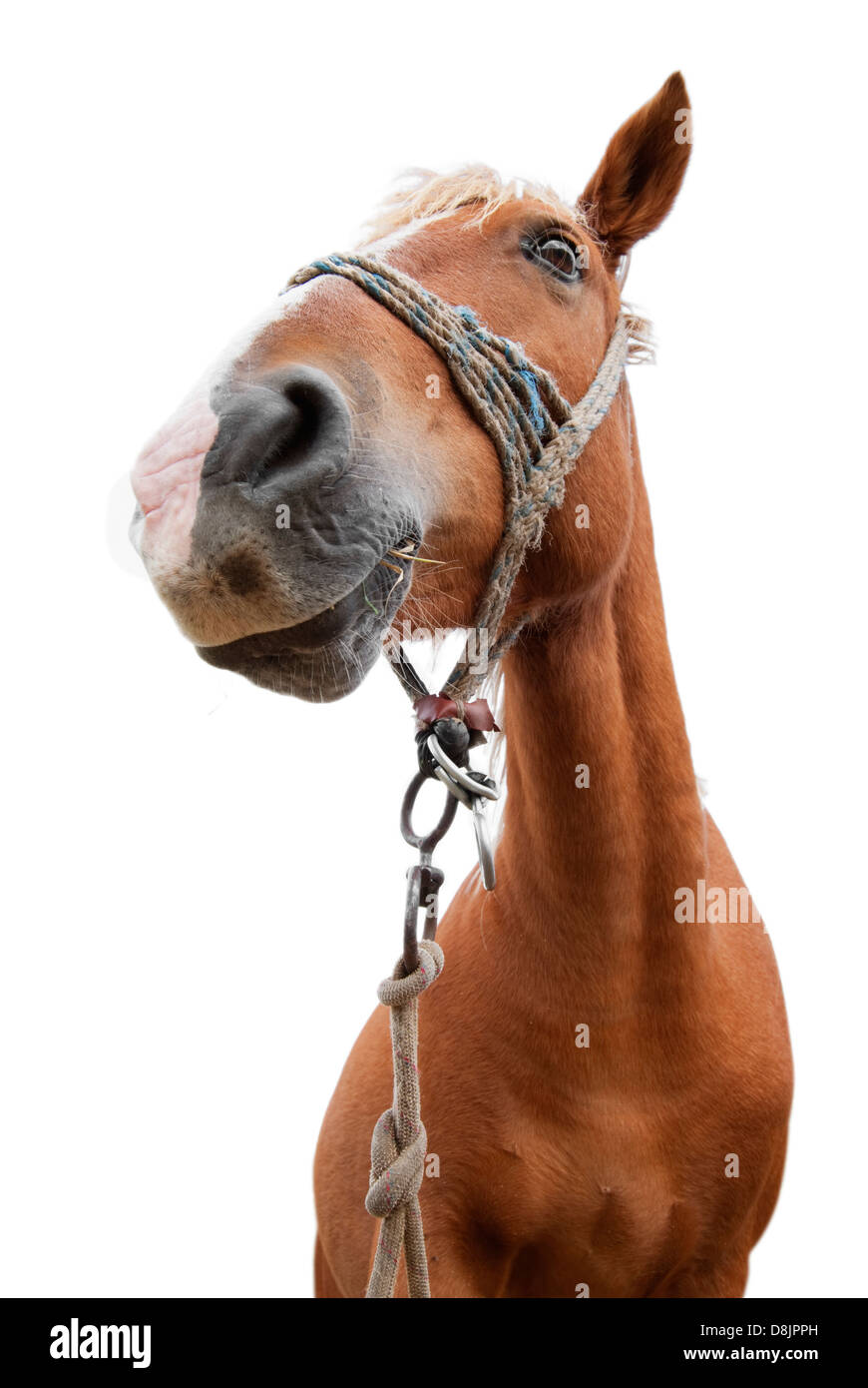 horse portrait isolated on white background Stock Photo