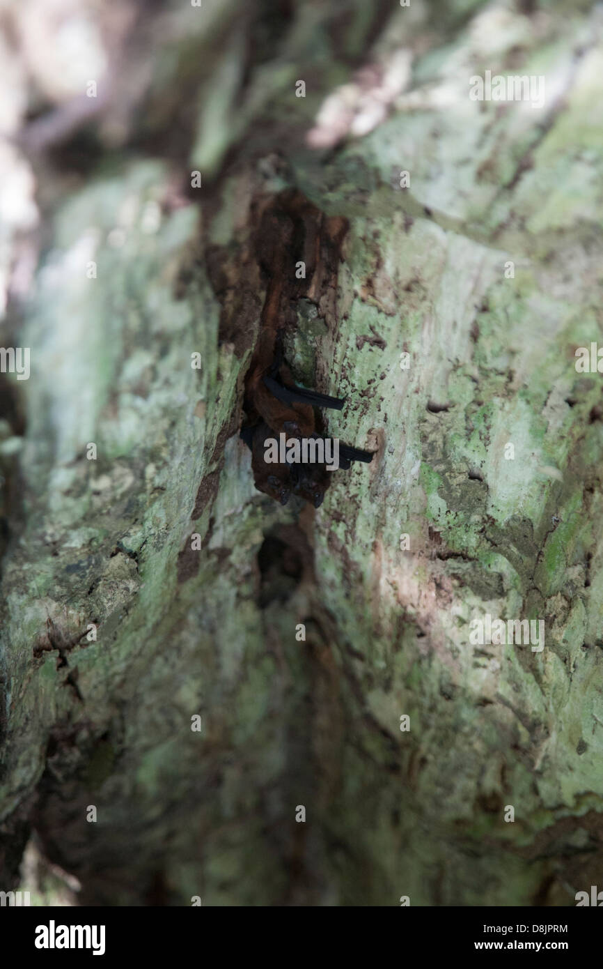 Bats under a tree trunk, Cahuita National Park, Costa Rica Stock Photo