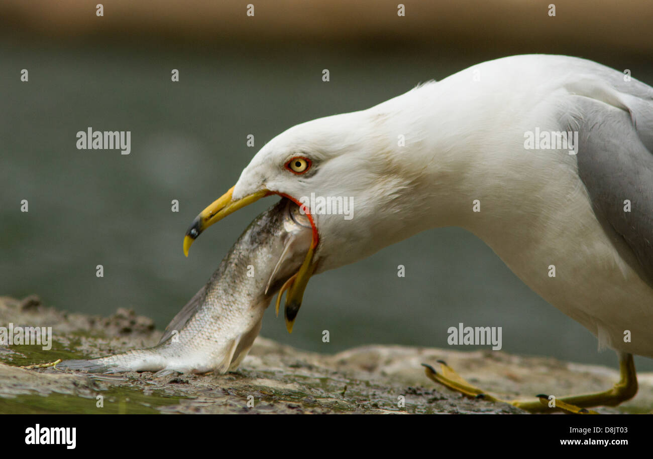 Ring-billed Gull (Larus delawarensis) swallowing a huge Longnose sucker (Catostomus catostomus) fish Stock Photo