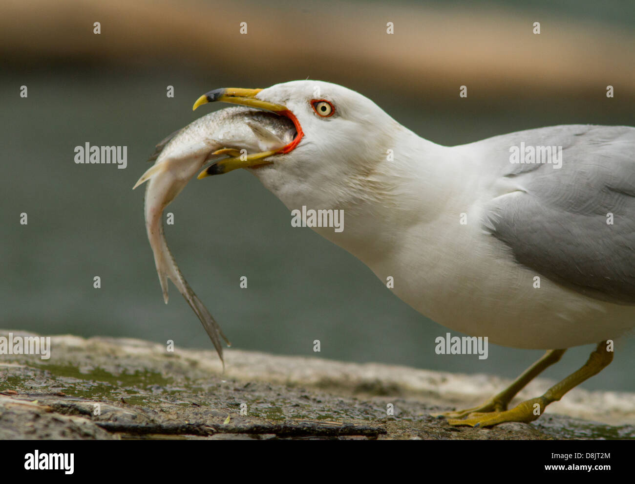 Ringbilled Gull (Larus delawarensis) swallowing a huge Longnose sucker