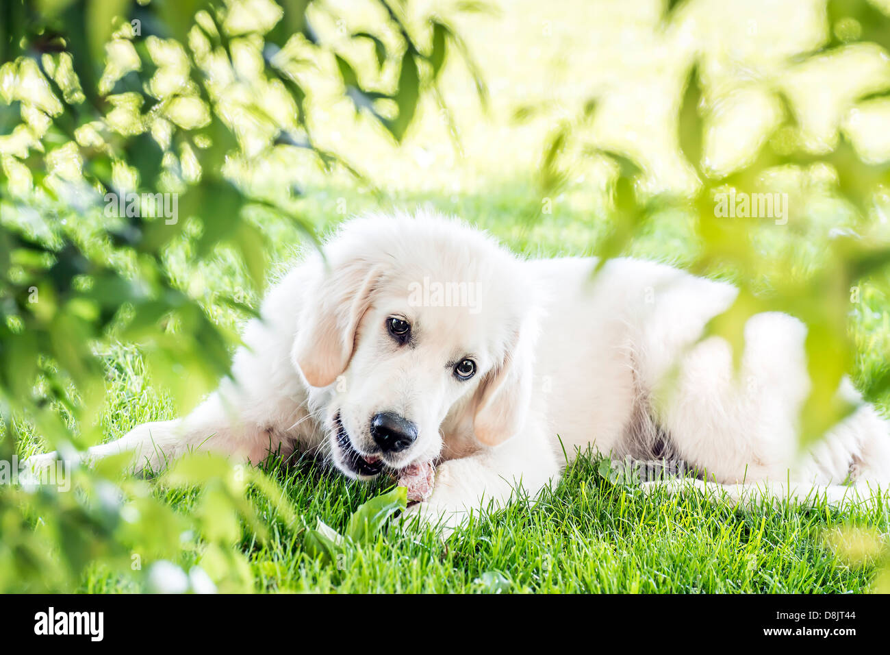 Picture of a young golden retriever lying in garden Stock Photo