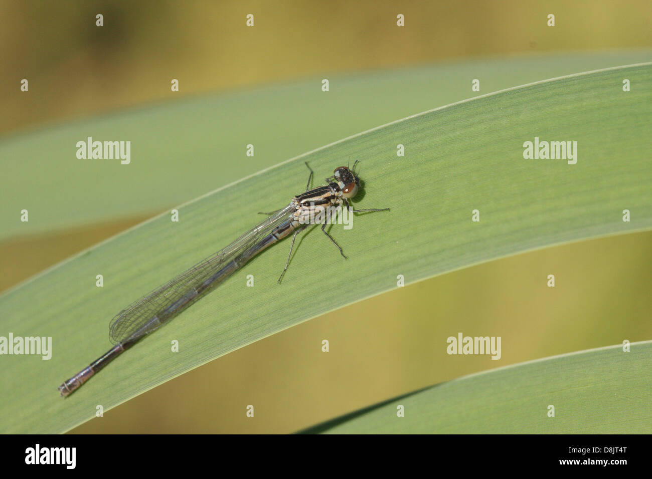 Blue Tailed Damselfly Stock Photo - Alamy