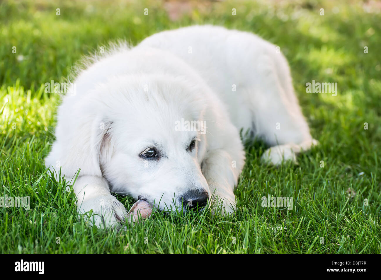 Picture of a young golden retriever lying in a meadow Stock Photo