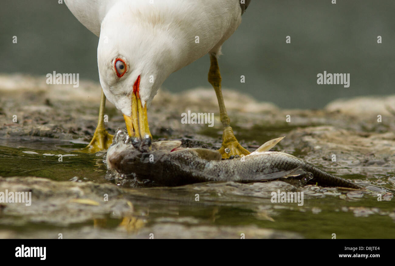 Ring-billed Gull (Larus delawarensis) swallowing a huge Longnose sucker (Catostomus catostomus) fish Stock Photo