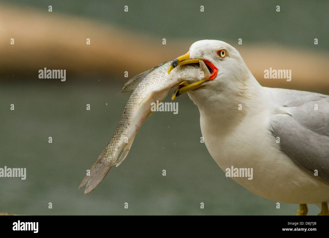 Ringbilled Gull (Larus delawarensis) swallowing a huge Longnose sucker