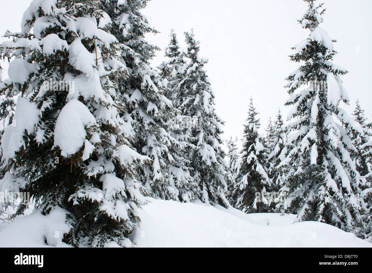 Snow-covered pine trees Stock Photo