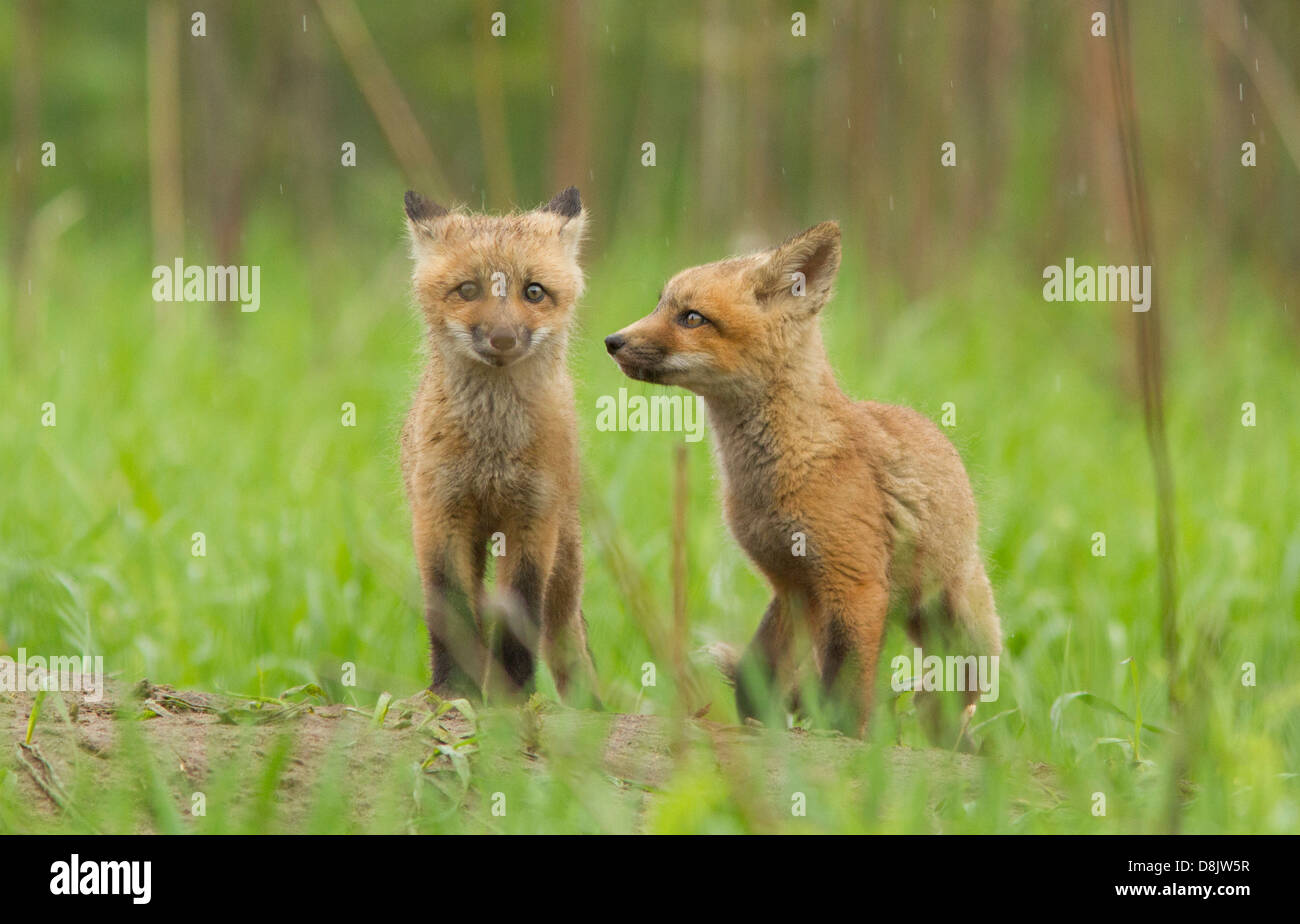 Red fox cubs (Vulpes vulpes) in the rainy day. Stock Photo