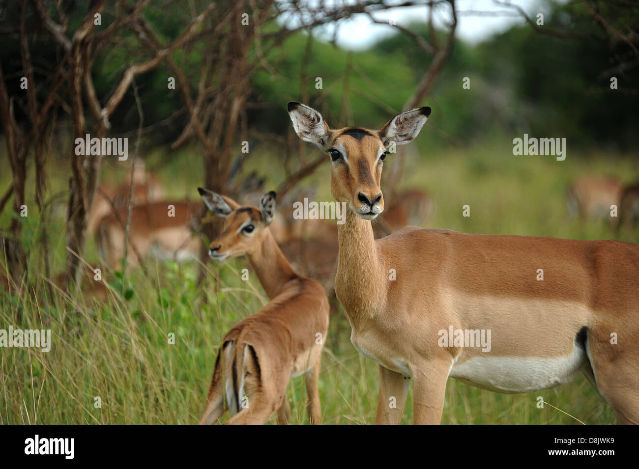 Impalas in the bush in Thanda Game Reserve, South Africa. Stock Photo
