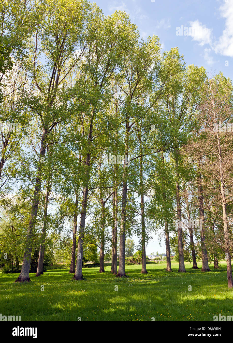 Tall Beech Trees Marlow UK Stock Photo Alamy