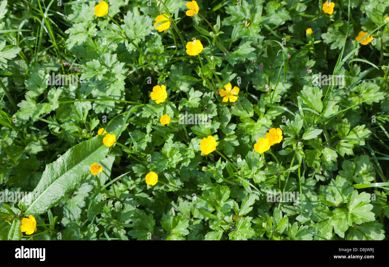 Buttercups Marlow UK Stock Photo Alamy