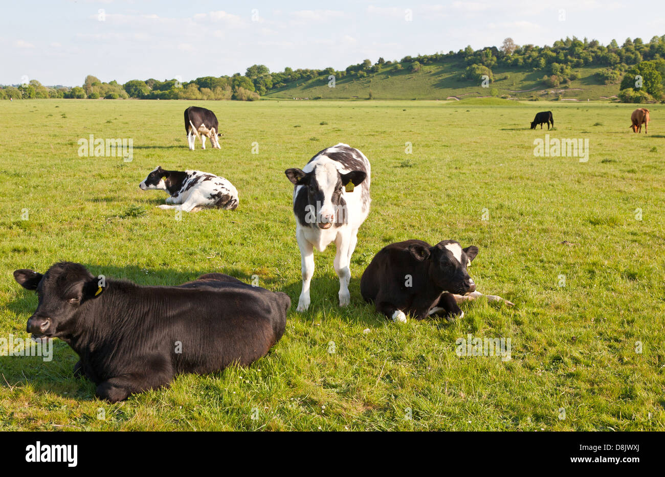 Cows Marlow UK Stock Photo