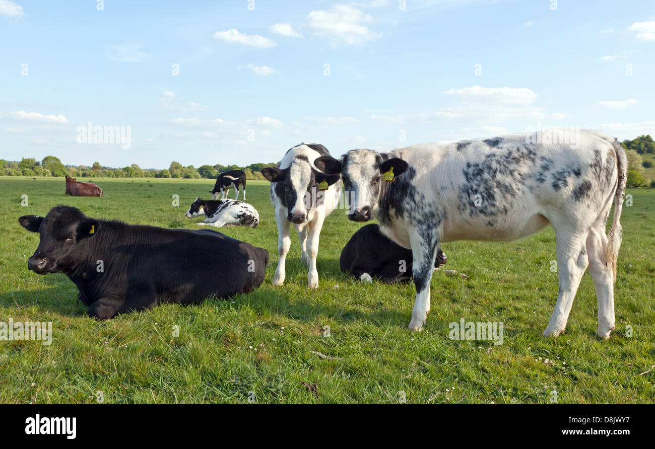 Cows Marlow UK Stock Photo