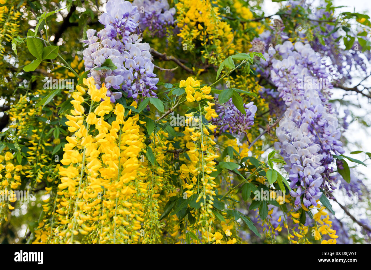 Flowering Wisteria and Laburnum Marlow UK Stock Photo