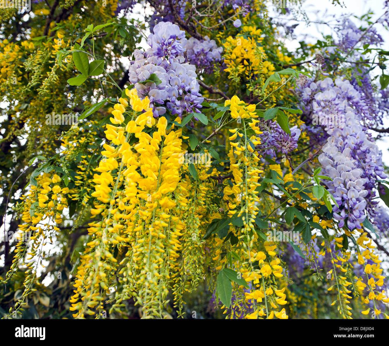 rotschleierfarn zimmerpflanze Dryopteris erythrosora (Rotschleierfarn) – Gräfin von Zeppelin main image 1