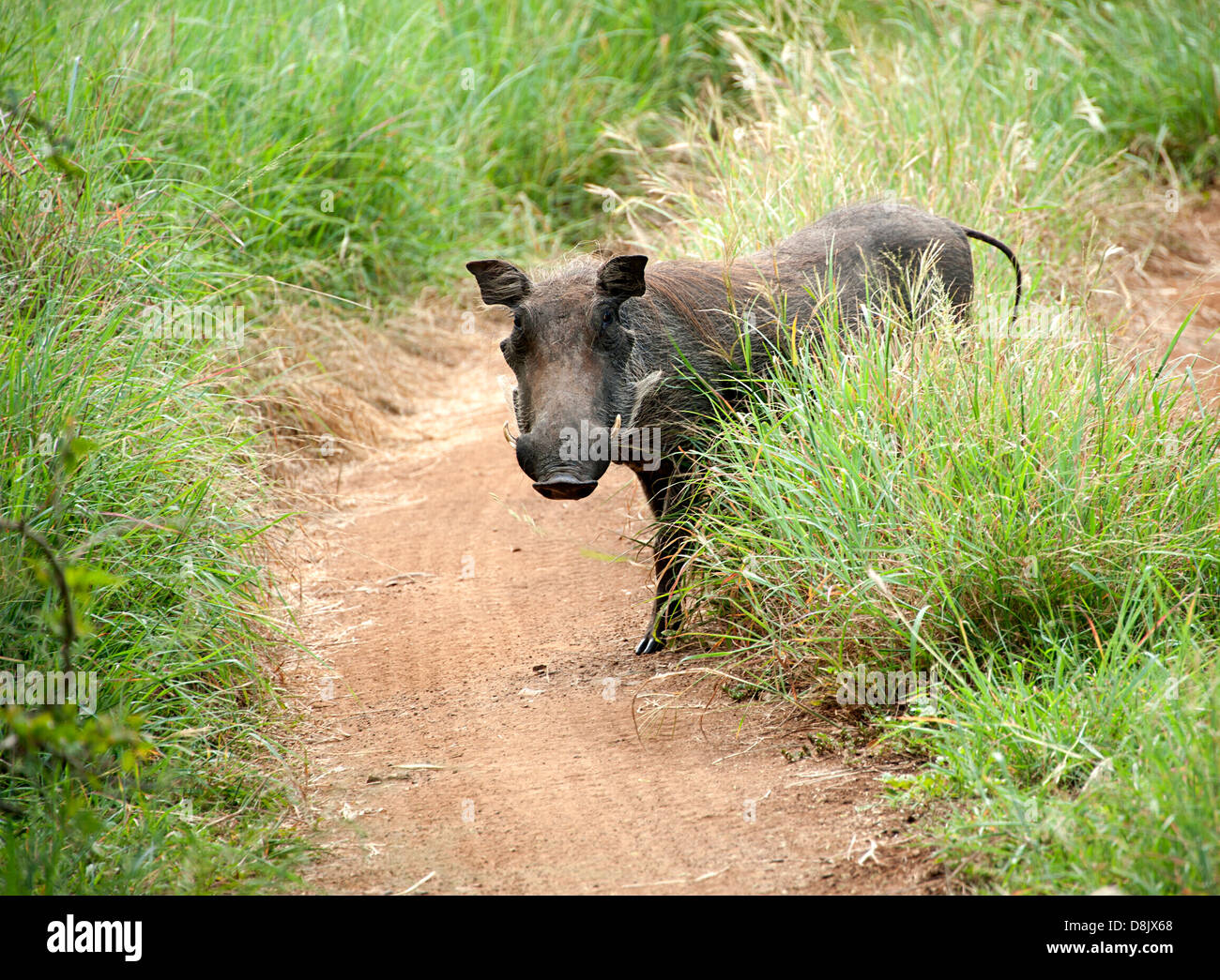 An inquisitive looking warthog in Thanda Game Reserve, South Africa. Stock Photo