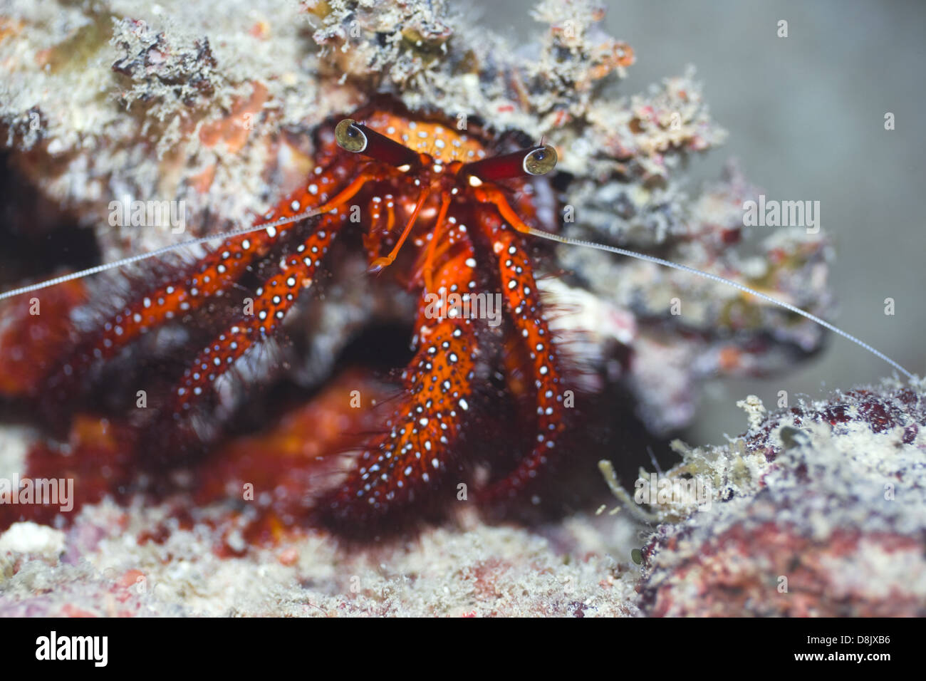 Crab On Shell Crab in shell Stock Photo - Alamy
