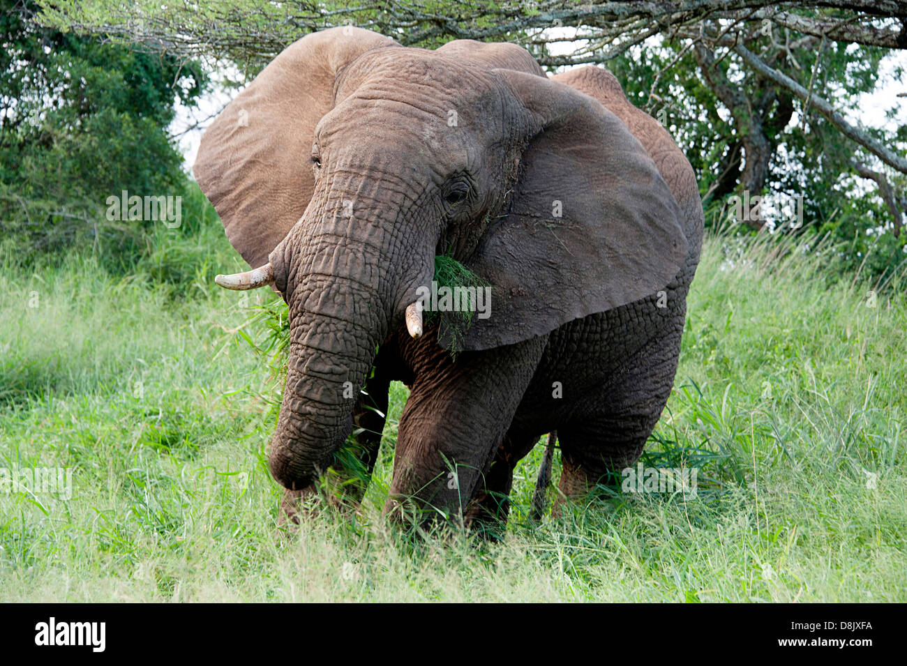 African elephant eating grass in Thanda Game Reserve, South Africa