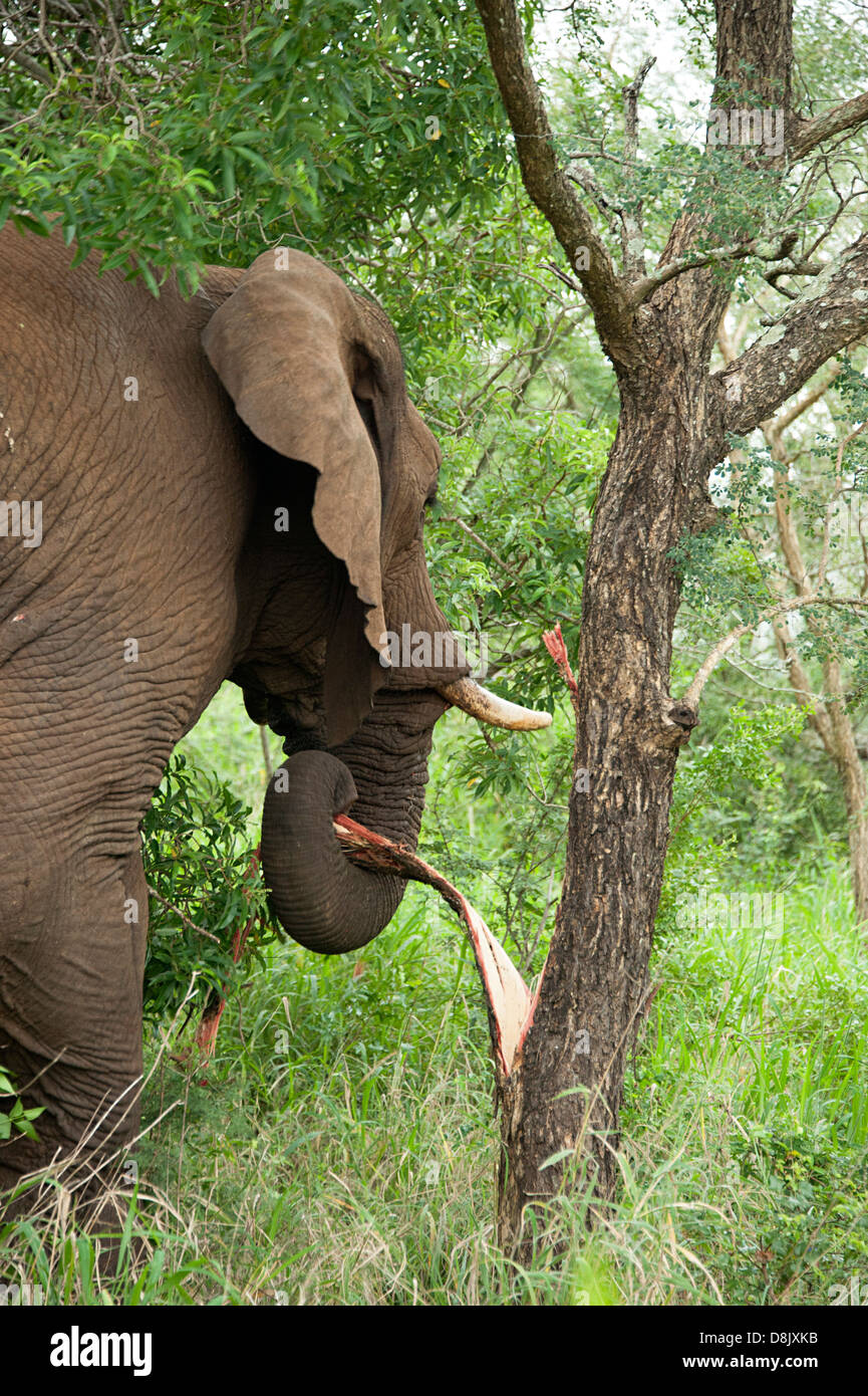 African elephant tree bark hires stock photography and images Alamy