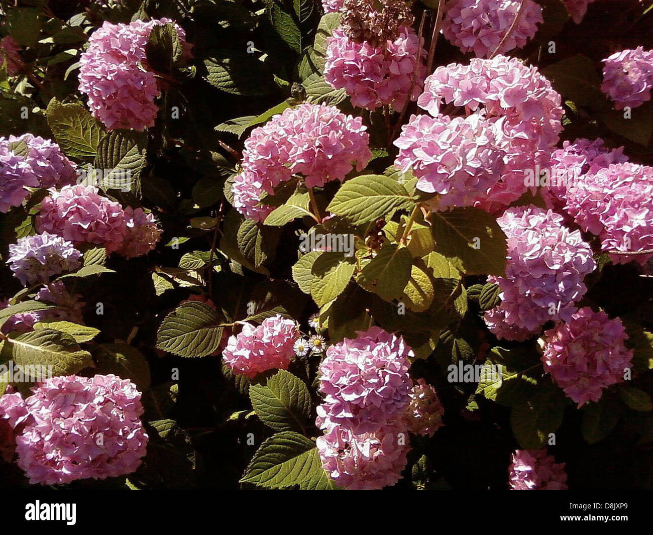 A cluster of pink hydrangea flowers in full bloom, showing off their ...