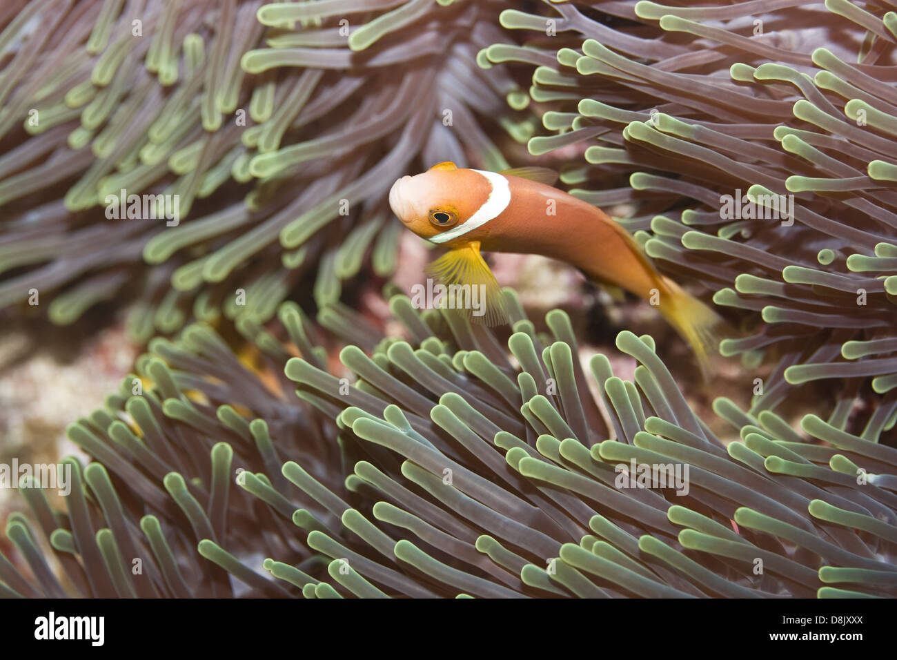 Black-footed Clownfish and Anemones Stock Photo