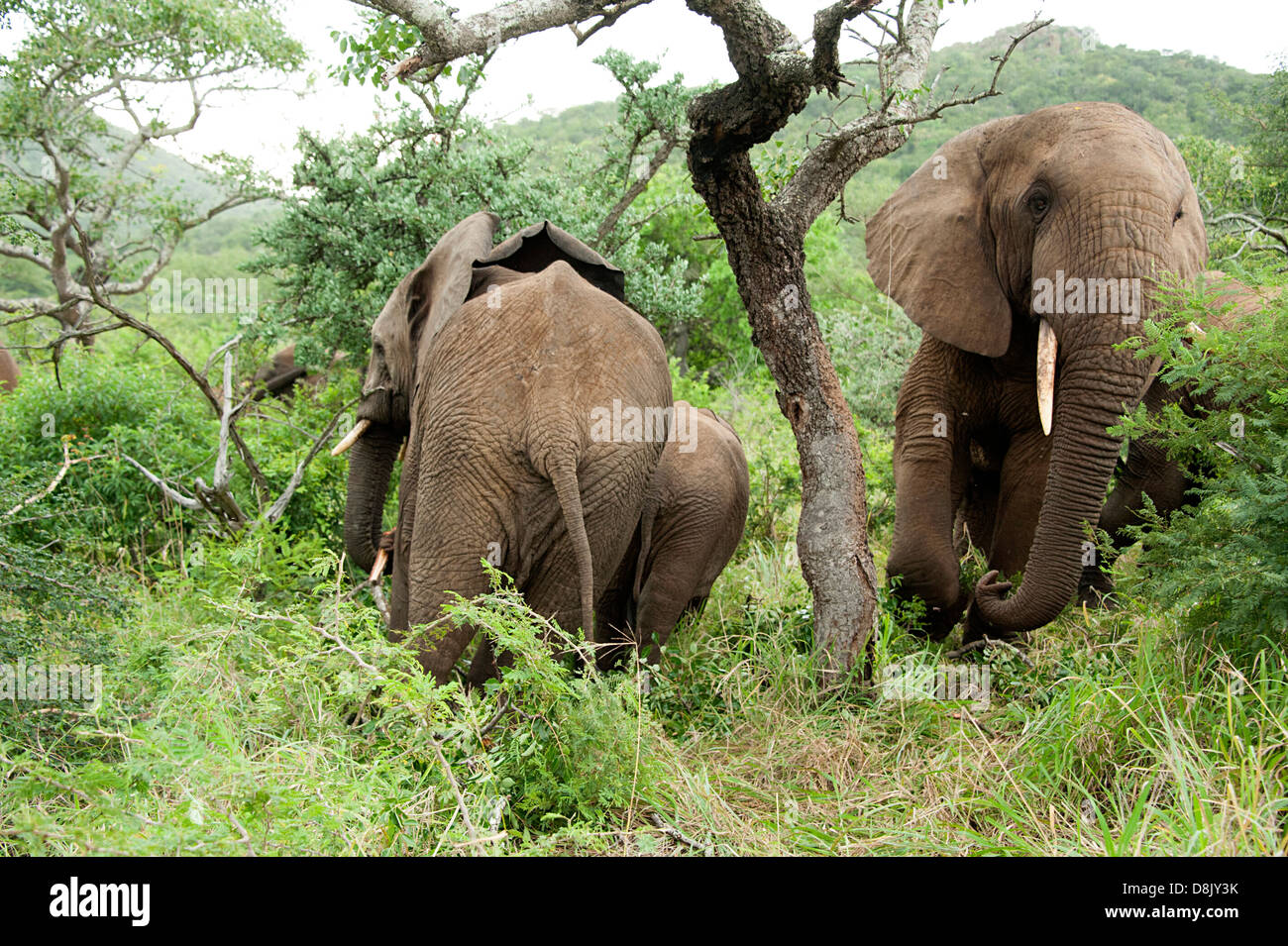 African elephants in Thanda Game Reserve, South Africa Stock Photo Alamy