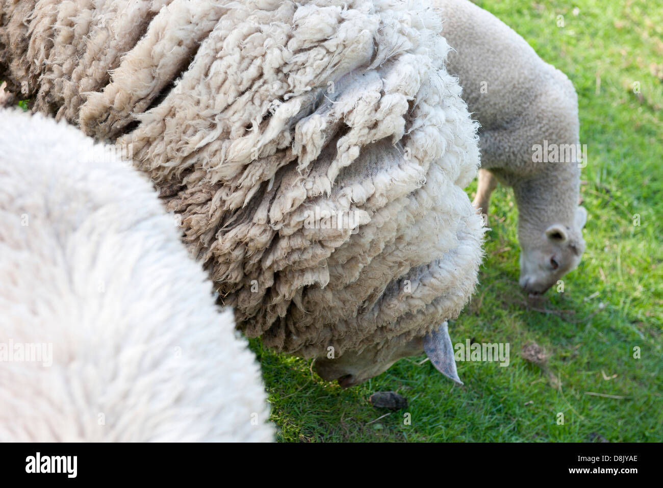 Sheep grazing in pasture Stock Photo - Alamy