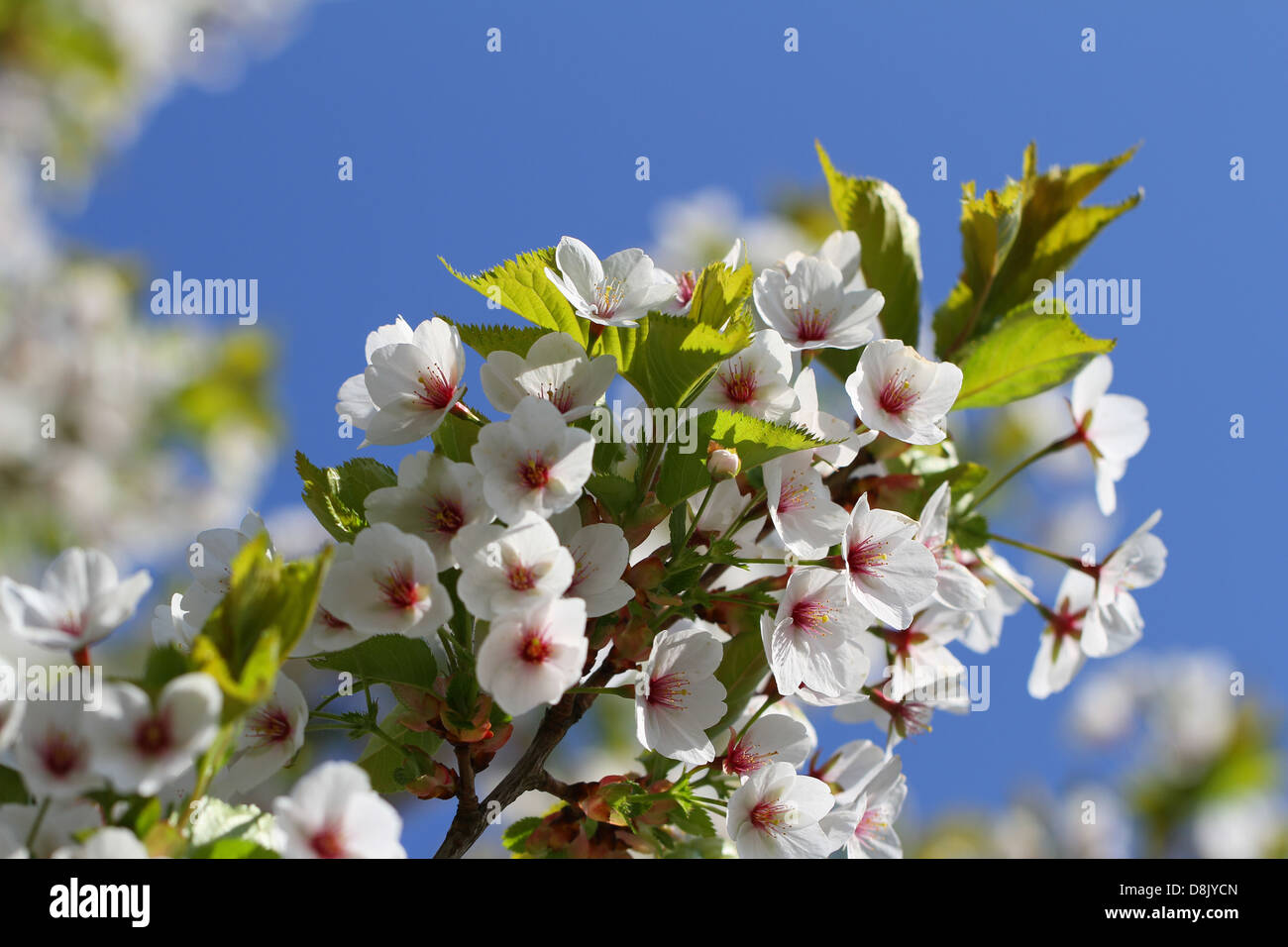 Cherry blossom against blue sky Stock Photo - Alamy