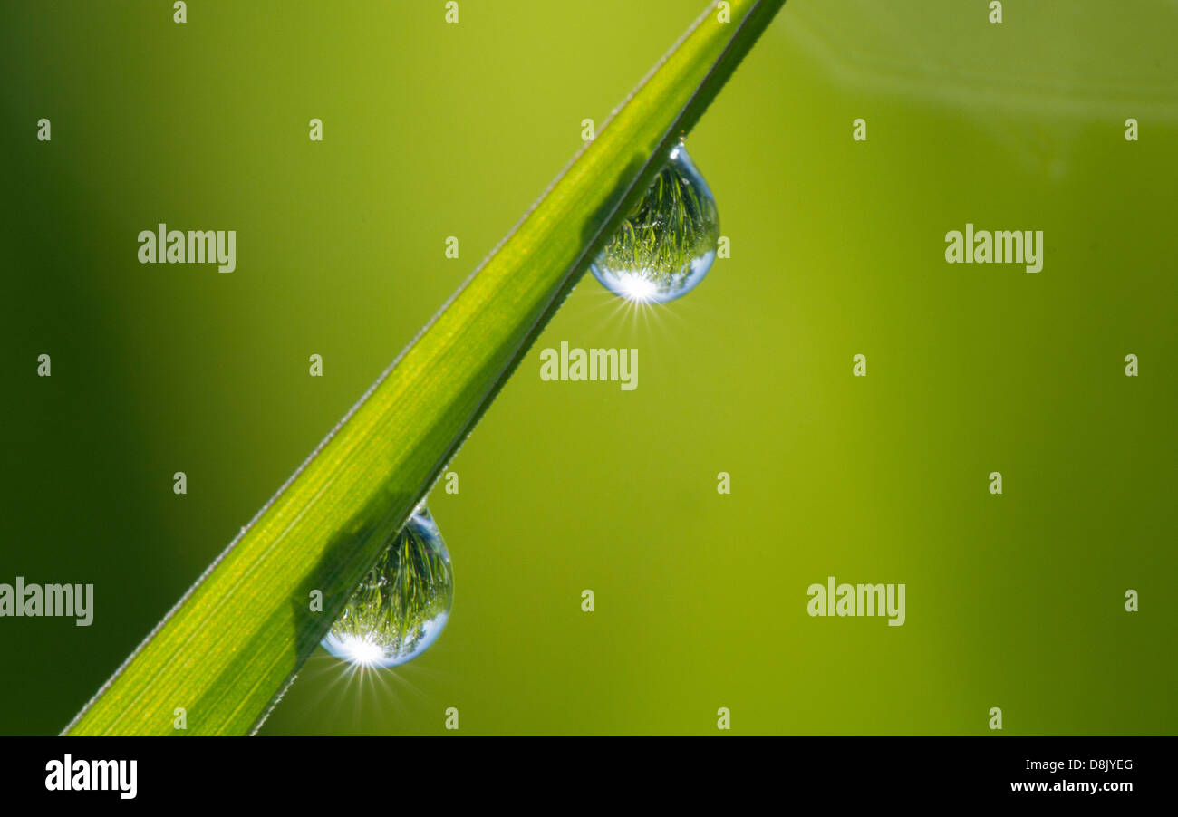 A close image of grass with dew drops and sun. Stock Photo