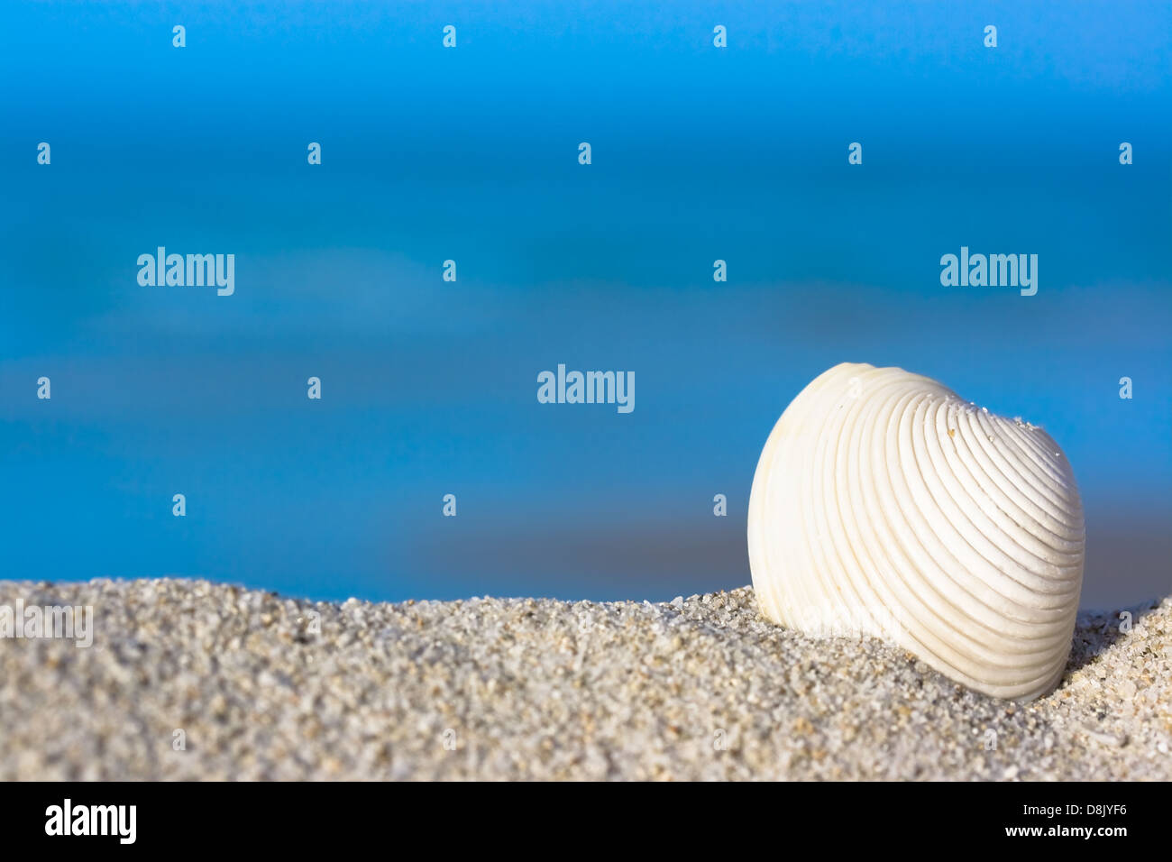 Shell on the beach Stock Photo Alamy