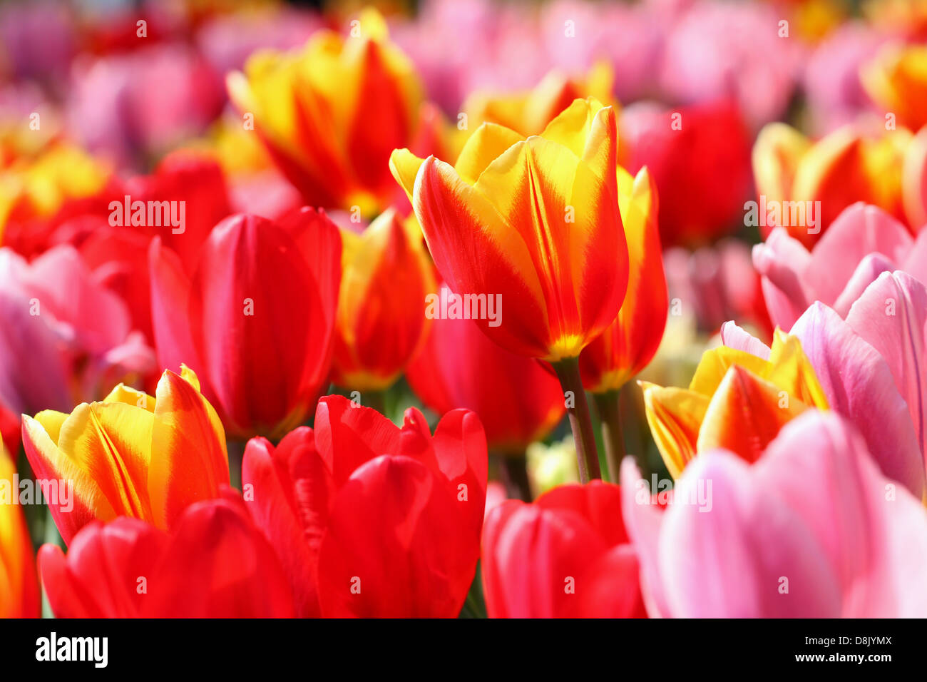 Colorful tulips, close up Stock Photo - Alamy