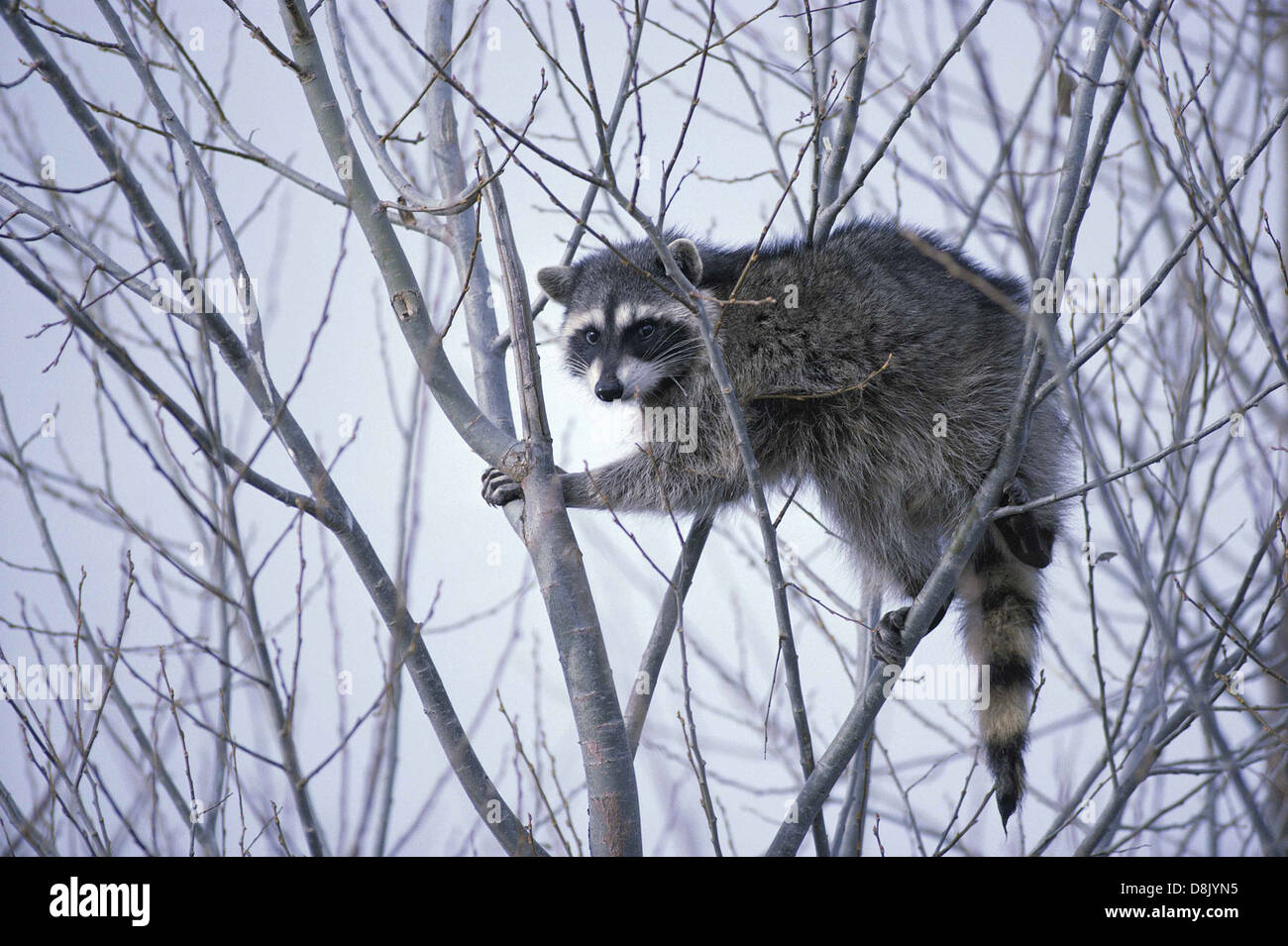 Species Racoon Adaptable urban species hi-res stock photography and images - Alamy