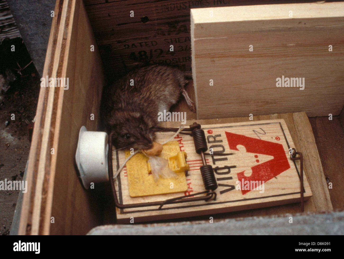 A rat trapped in a rat catch device, highlighting a method of pest ...