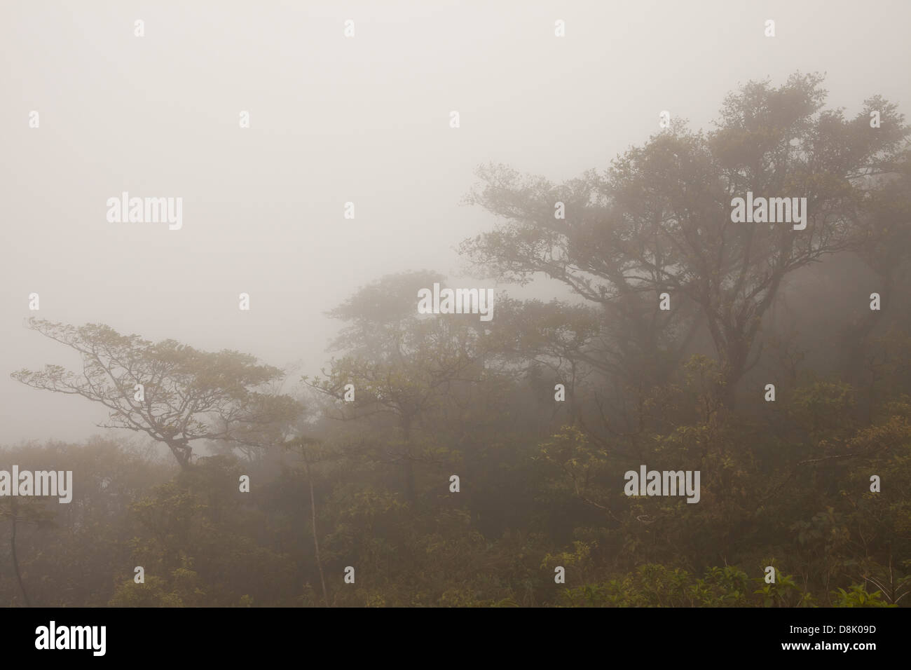 Misty landscape in General de Division Omar Torrijos Herrera national ...