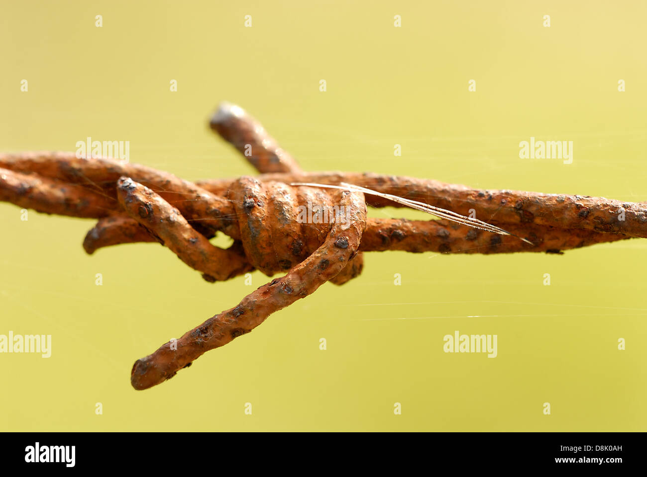 Barbed Wire Stock Photo