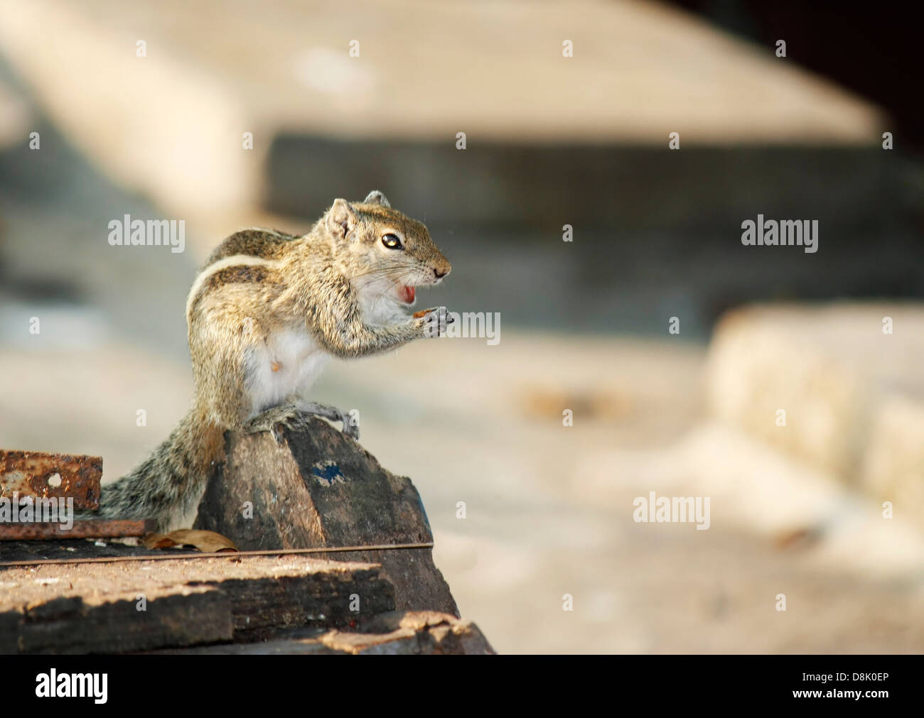 A Grey squirrel tasting a nut Stock Photo