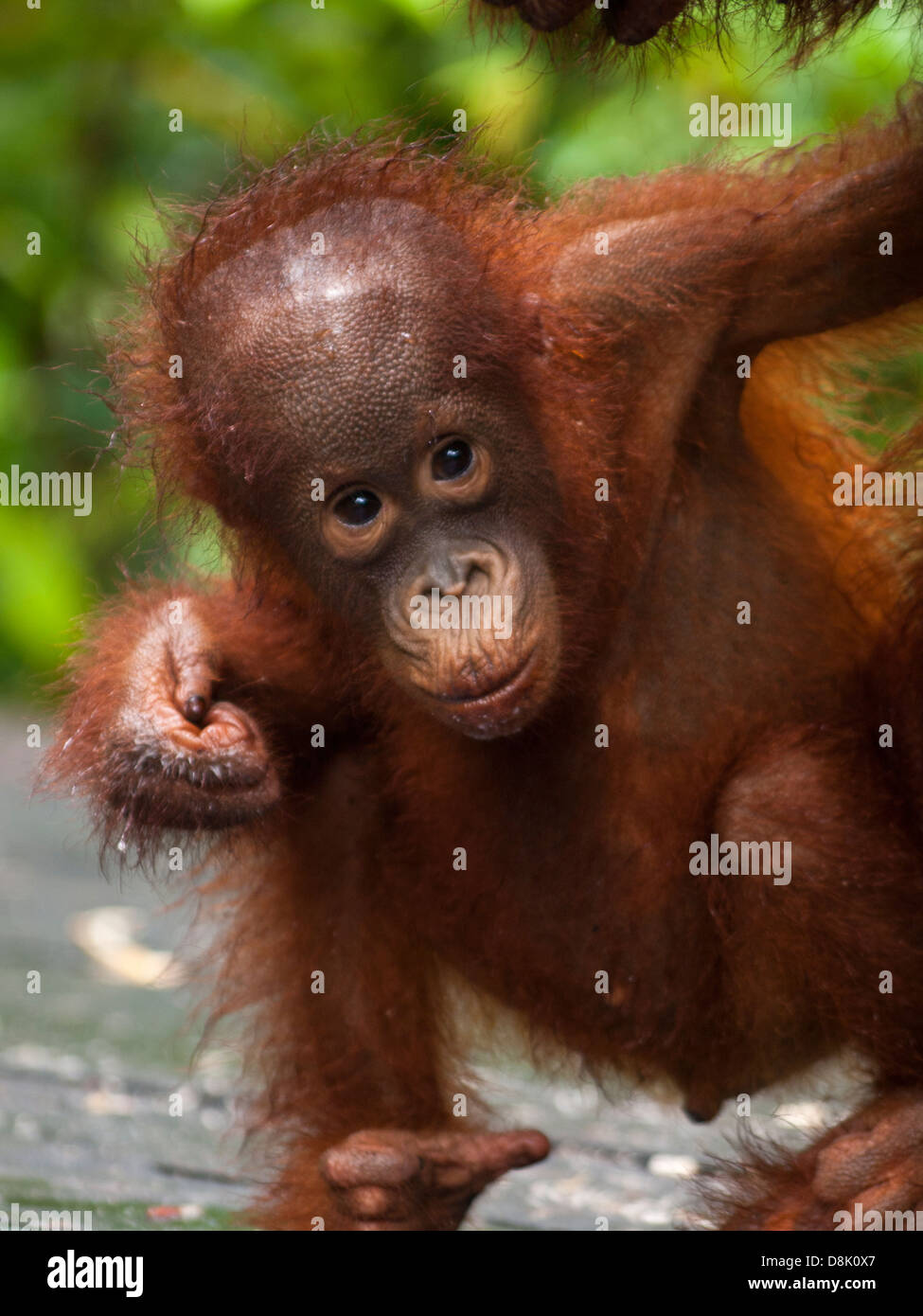 Orangutan cub closeup Stock Photo