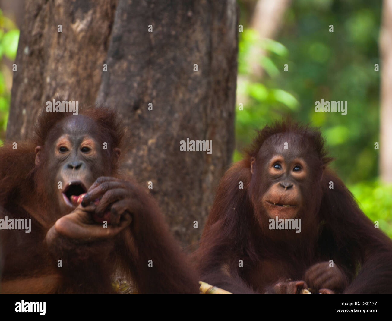 Two orangutan cubs Stock Photo
