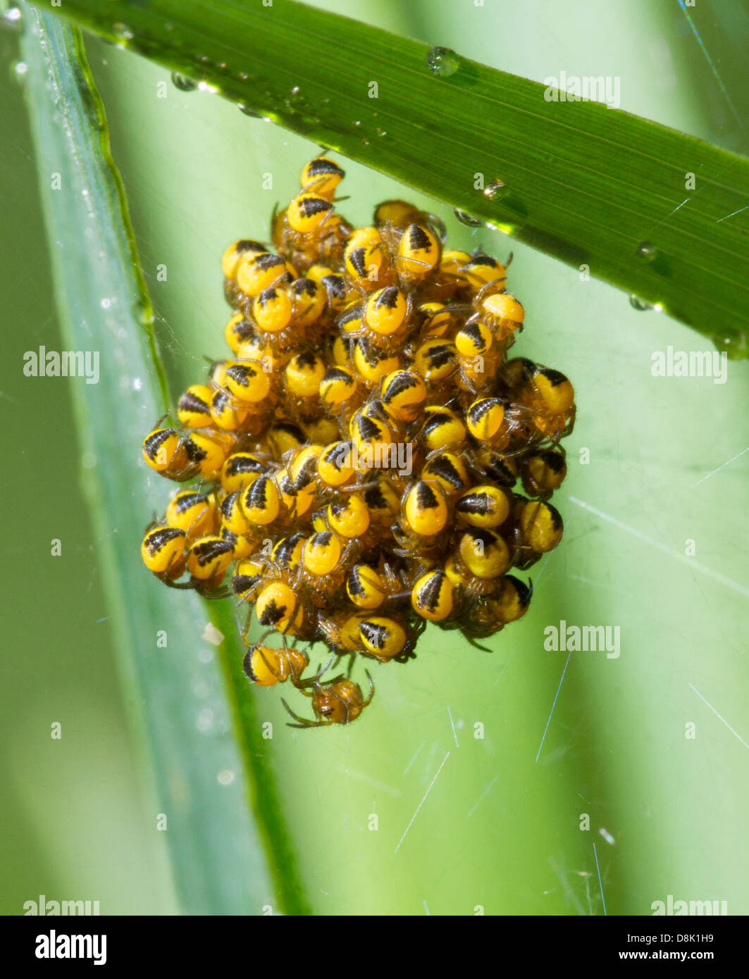 Spiders just hatched from their eggs and crawling all over a web Stock Photo