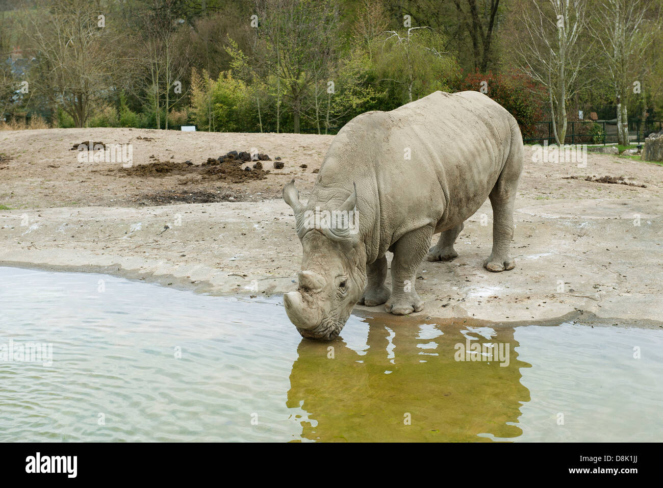 Rhinoceros drinking water in zoo enclosure Stock Photo Alamy