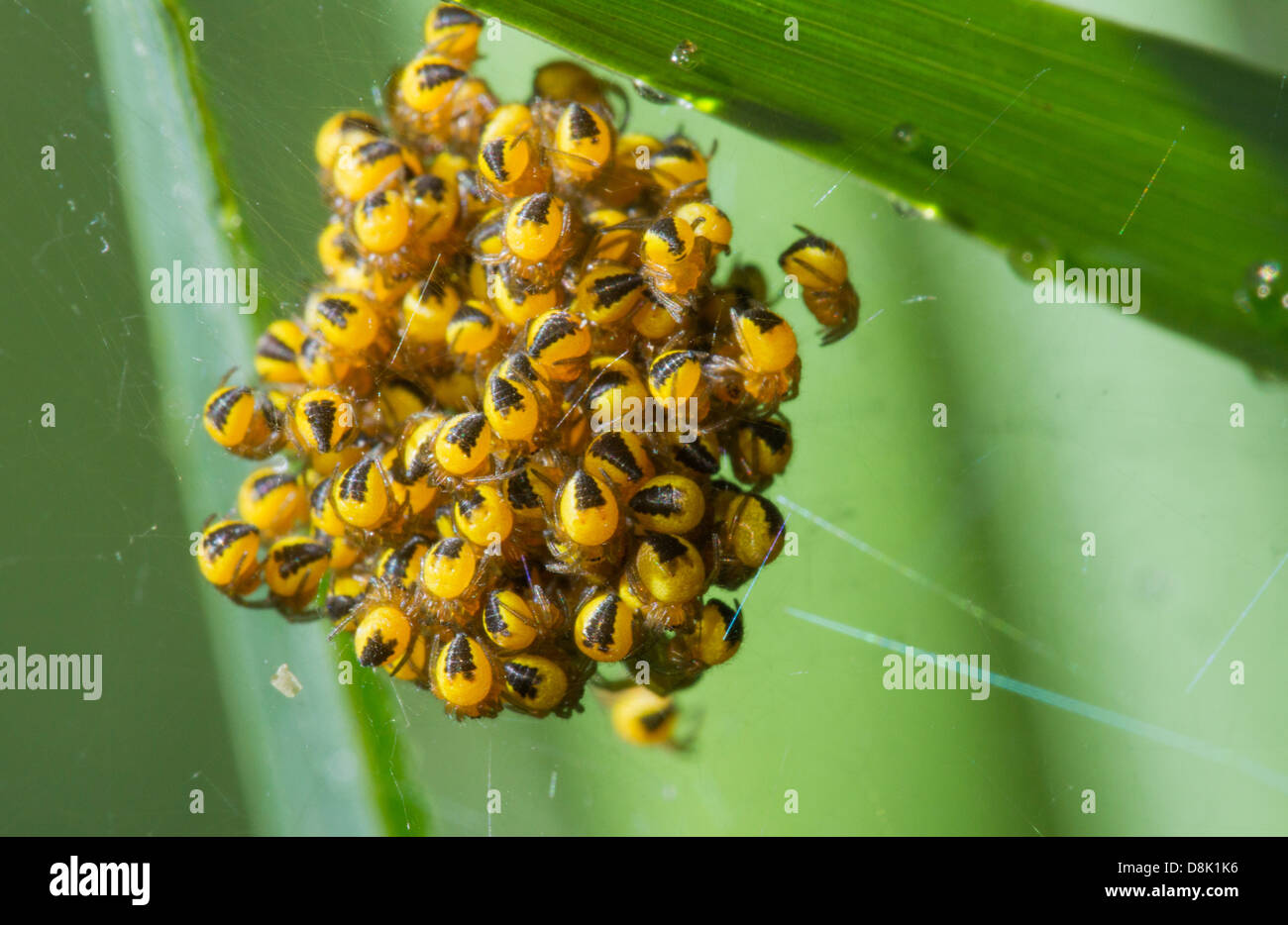 Spiders just hatched from their eggs and crawling all over a web Stock Photo