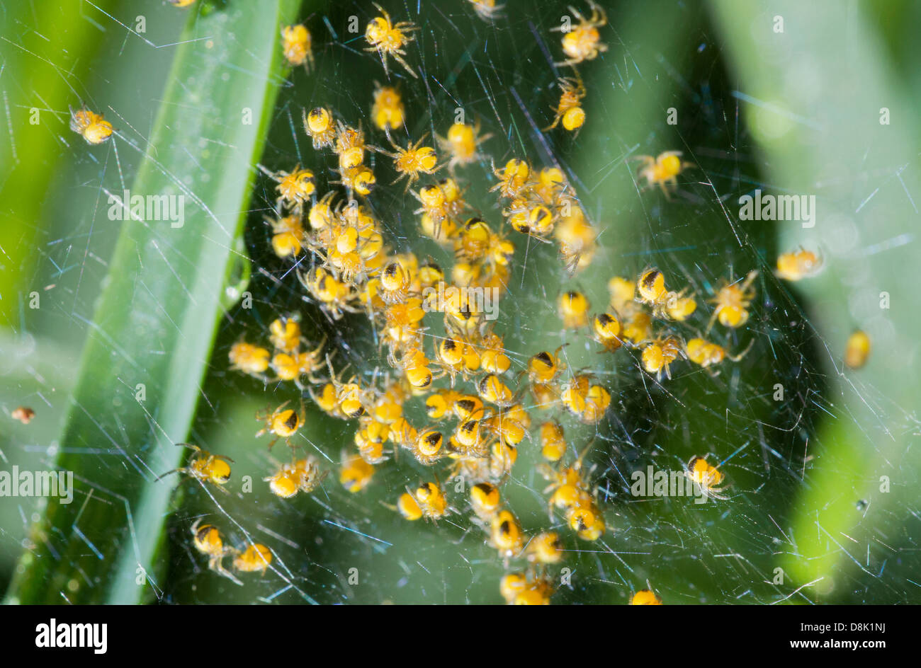 Spiders just hatched from their eggs and crawling all over a web Stock Photo