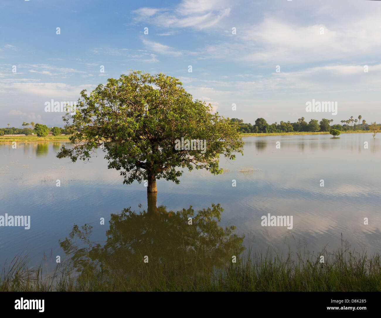 tree and sky reflect in lake in lush green tropic scenery near Mandalay, Burma Stock Photo