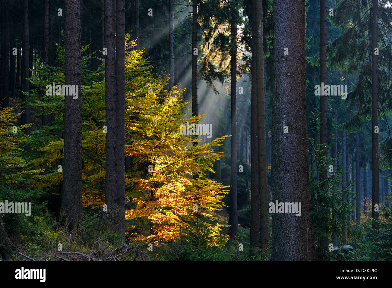Page 3 - Wald Switzerland High Resolution Stock Photography and Images -  Alamy